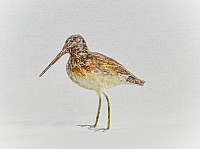 IMG_11