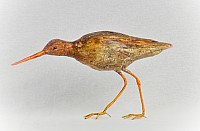 IMG_19